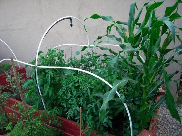 Build Your Own Raised Garden Bed! Grow Your Own Food!