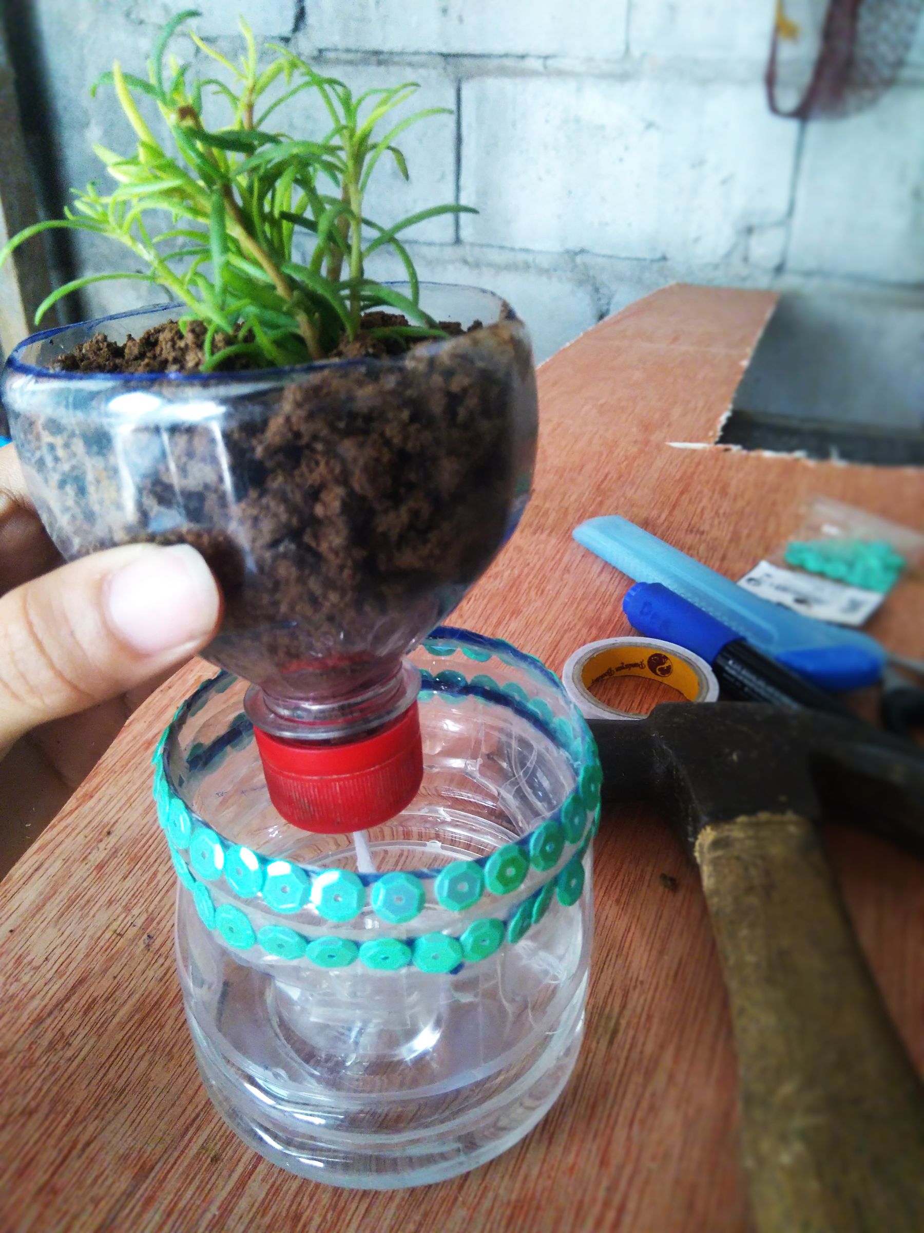 banana palm plant Buy Cold Hardy Basjoo Banana Tree | Fruit Tree