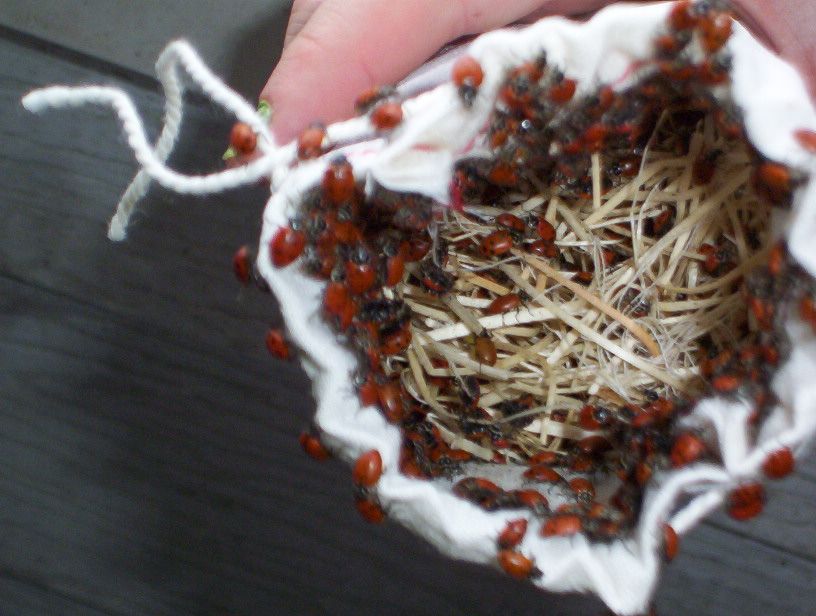 Ladybugs Instead of Pesticides