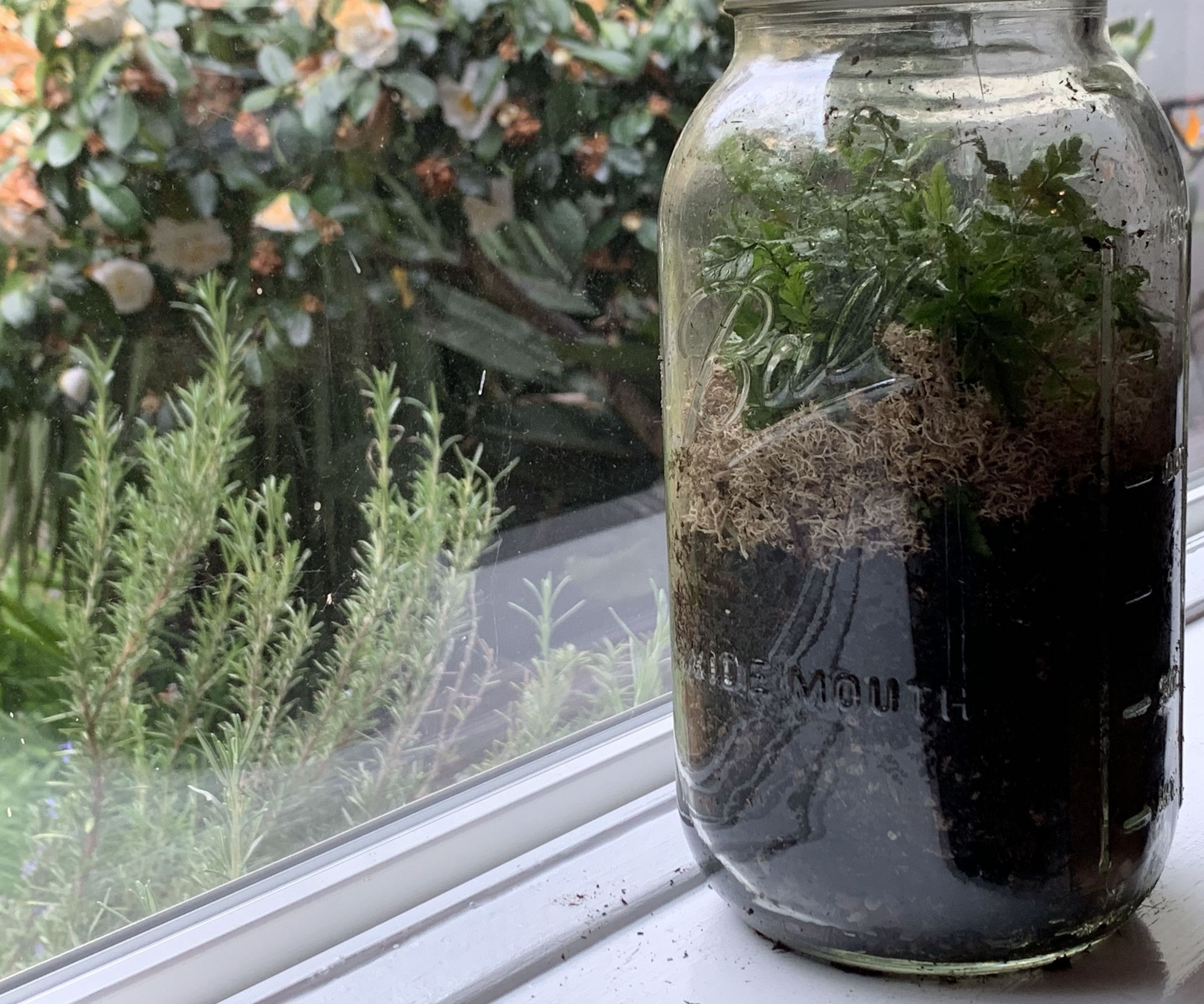 DIY Sealed Terrarium (3 Steps With Pictures)
