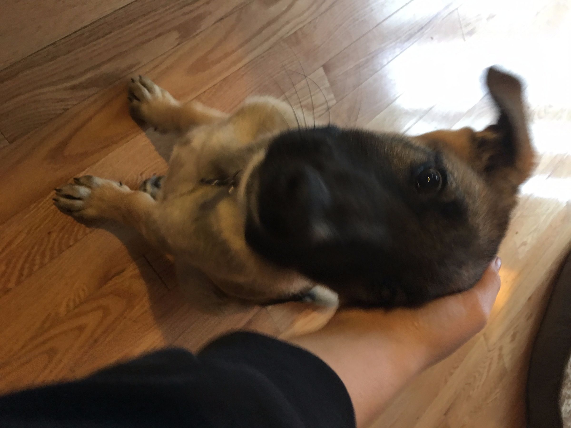 Teaching Your Dog Lie Down 6 Steps Instructables