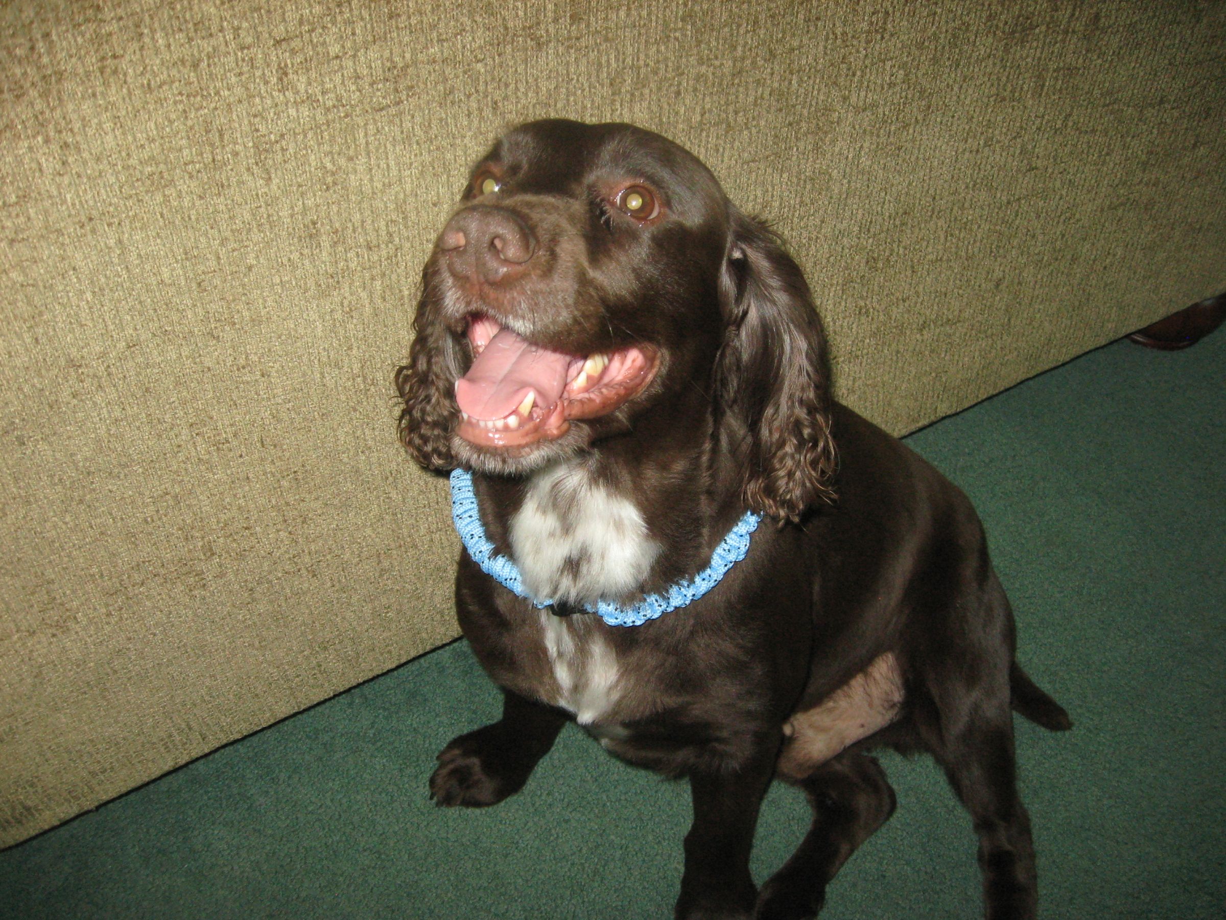 Chainlink Braid Paracord Dog Collar