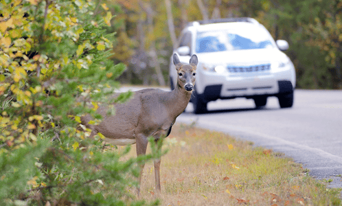 Wildlife Overpass