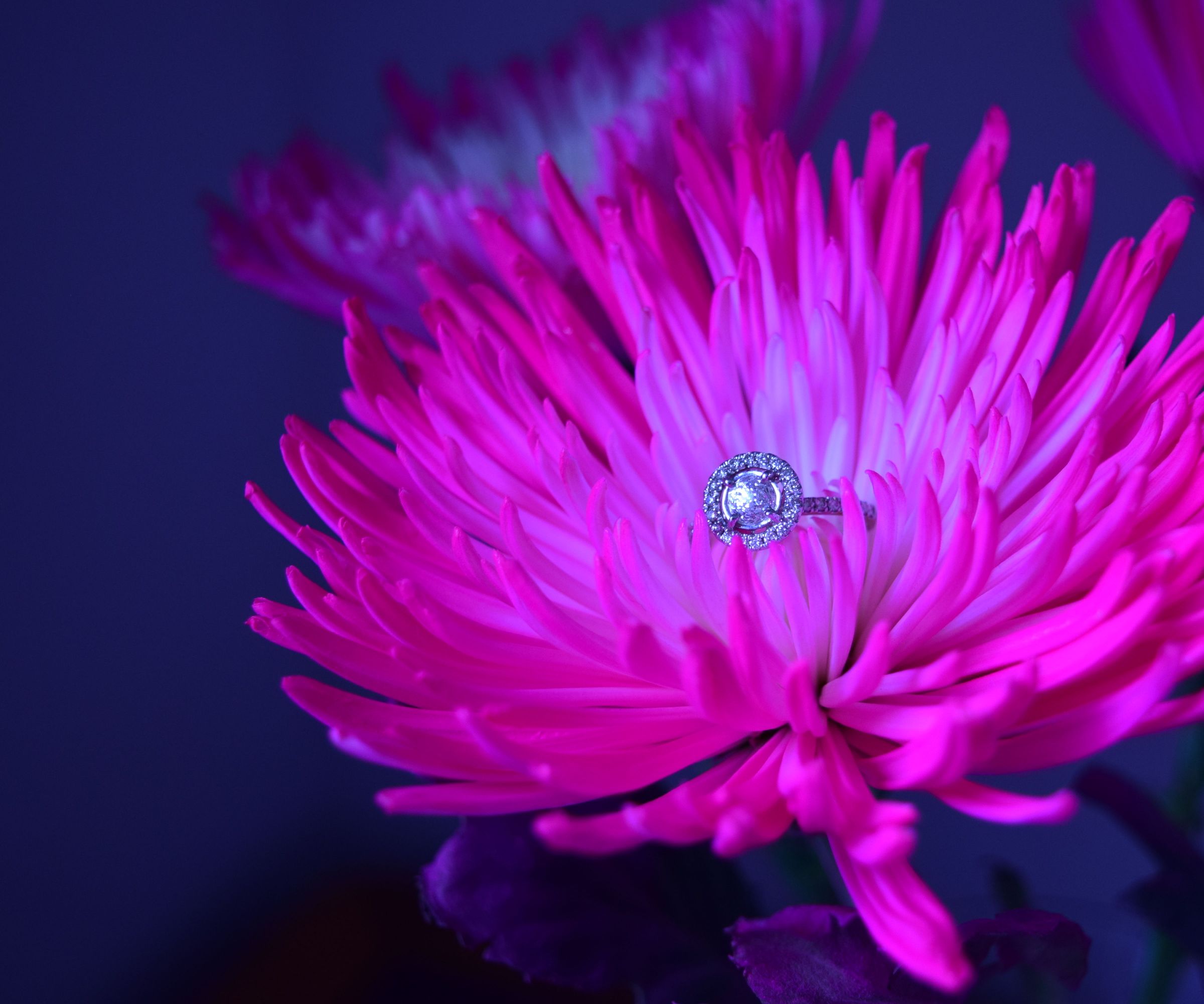 Macro Light Ring - Beauty Bloggers Best Friend