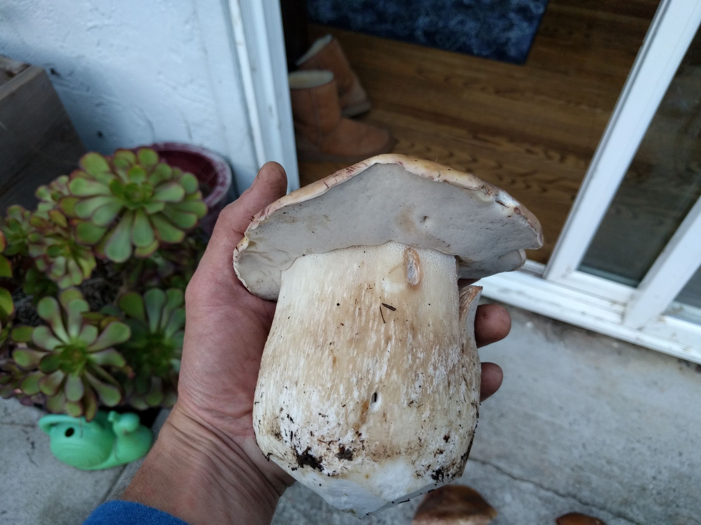 Super Delicious *vegan* Porcini Bacon (with Pictures) Instructables