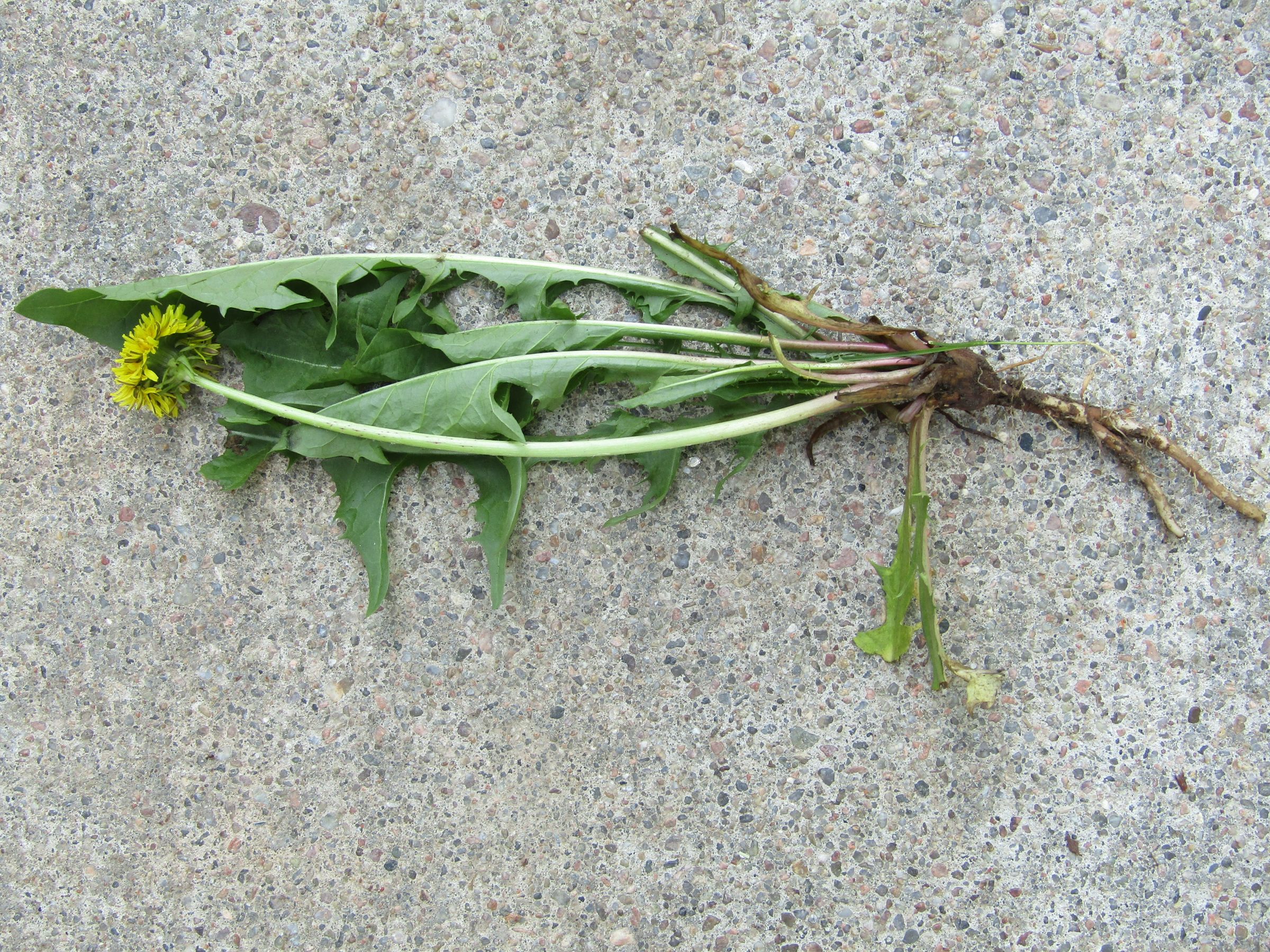 How to Eat a Dandelion 10 Steps (with Pictures) Instructables