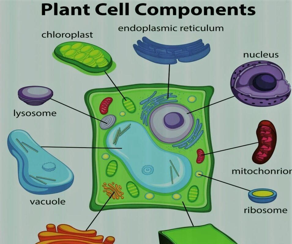 DIY Plant Cell