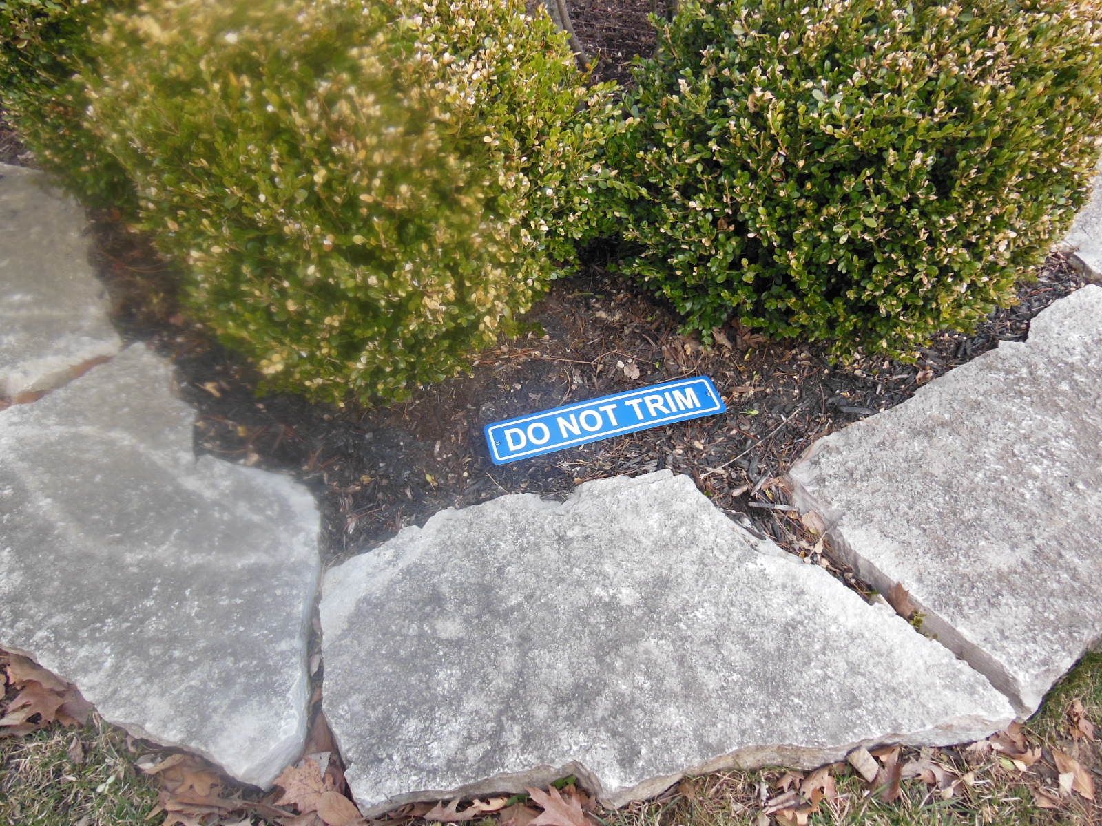 Front Yard Hedges - Safe From Landscaper Butchering With Signs