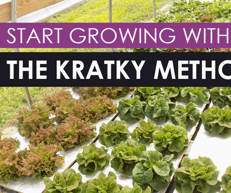 Making a Cheap Hydroponic System, the Kratky Way 