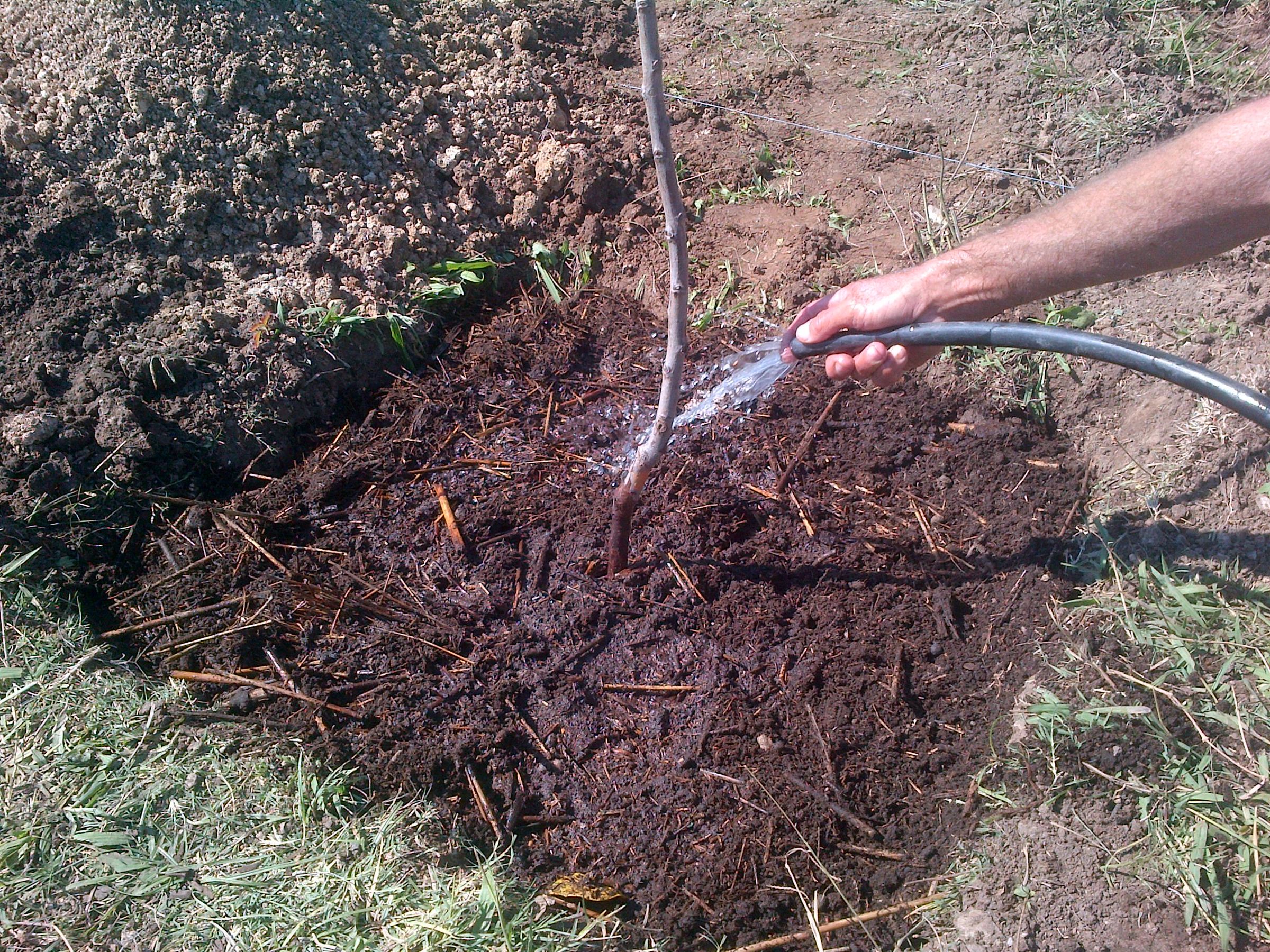 Planting Tree Ellen White Way (EGW) 11 Steps Instructables