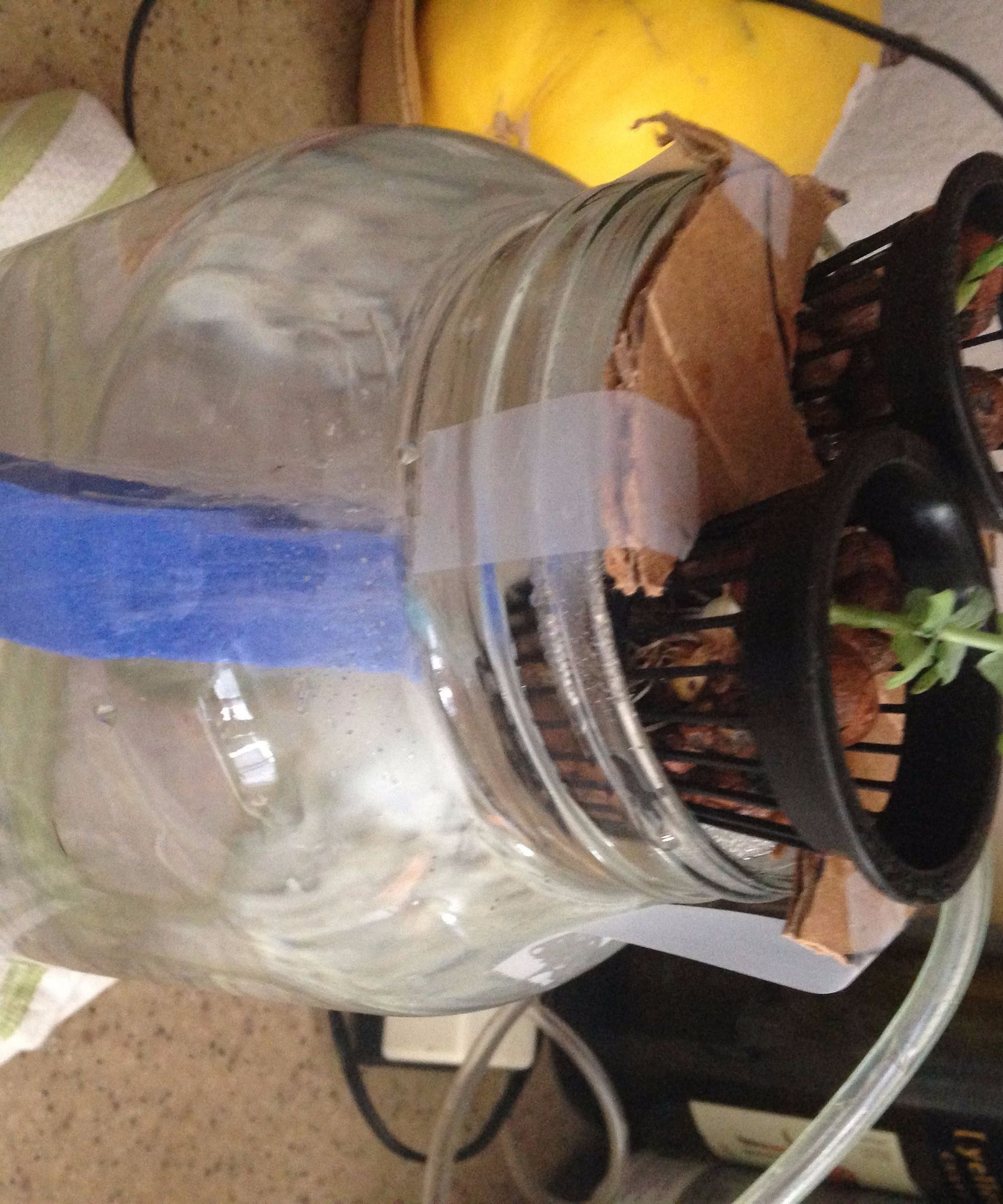 Mason Jar Aquaponics