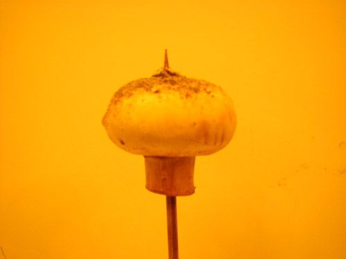 5-minute Mushroom on a Stick