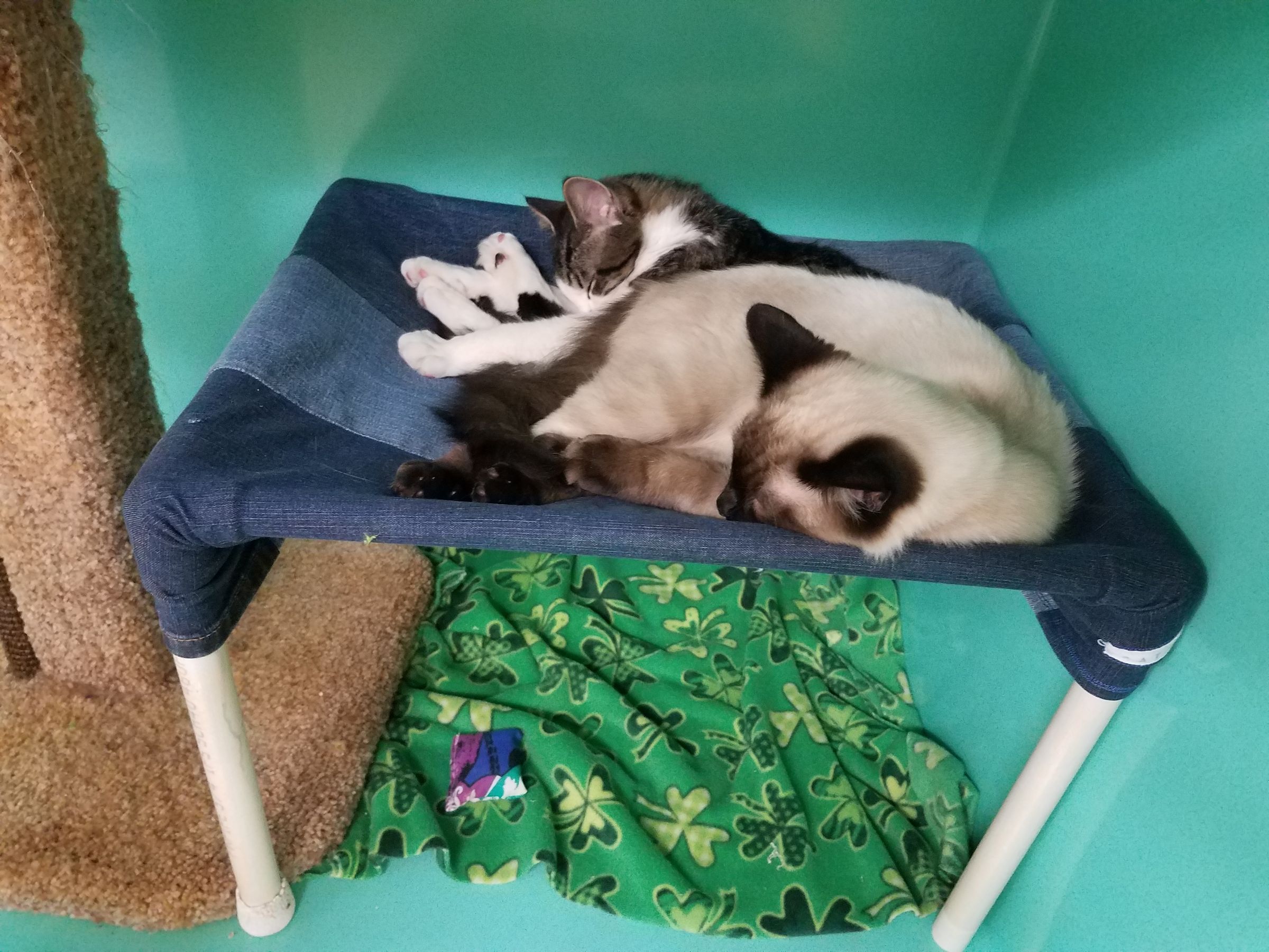 Large Cat Hammocks Home or Shelter Use 23 Steps Instructables