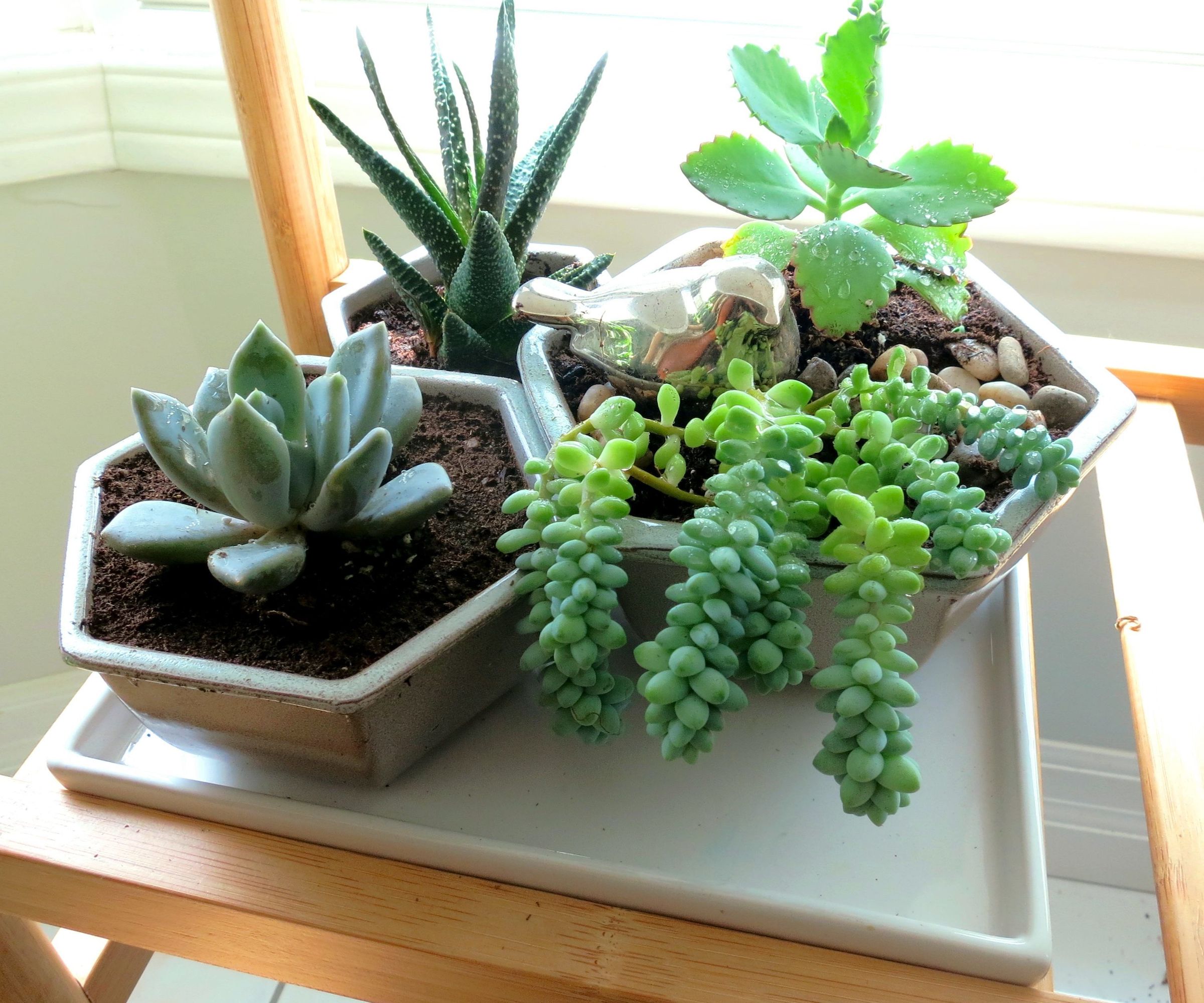 Succulent Display From Thrift Store Finds