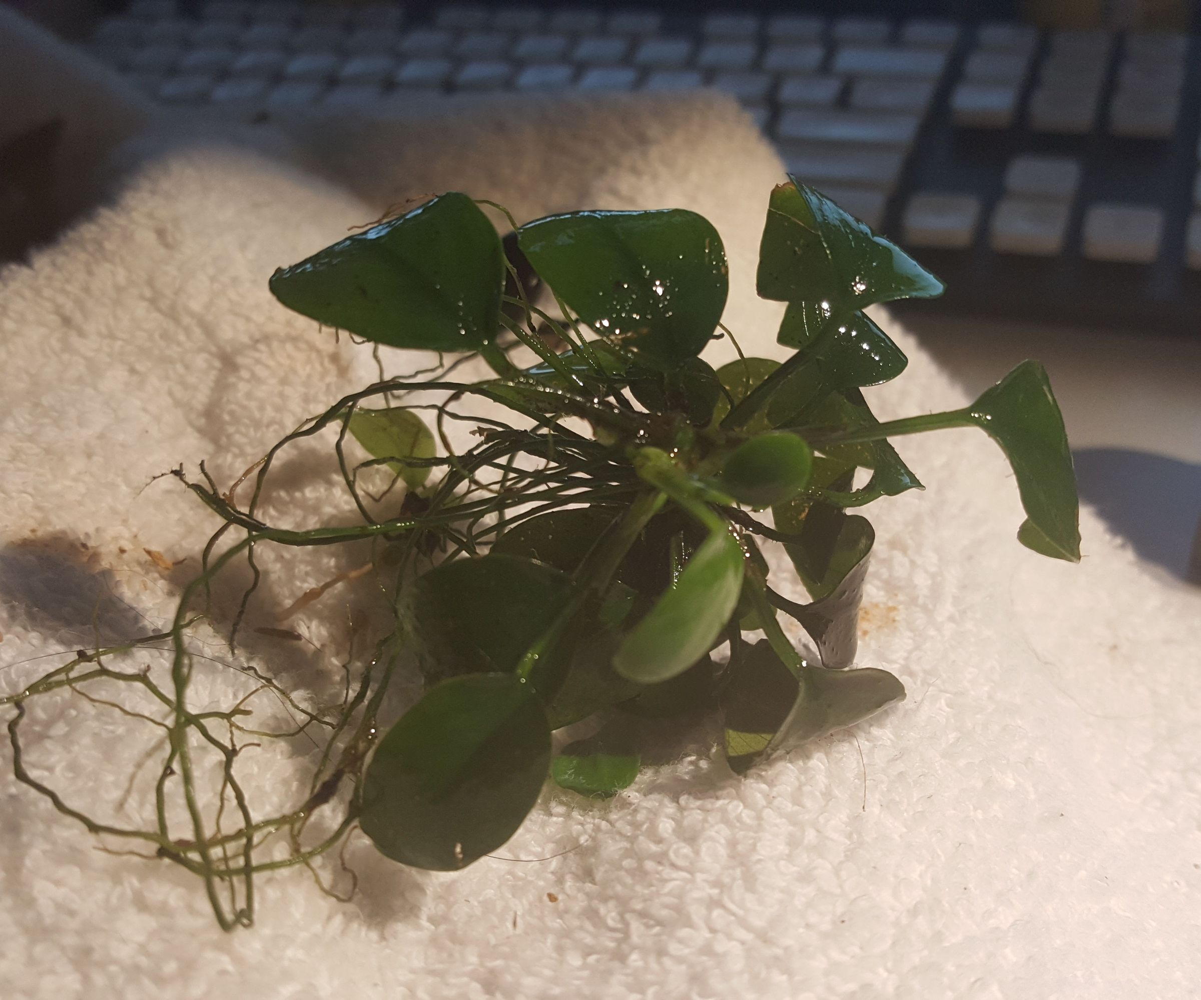 Cutting Anubias