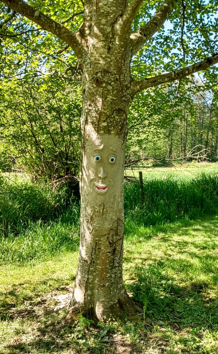 How to Make Faces on Your Trees in 4 Easy Steps : 4 Steps (with ...