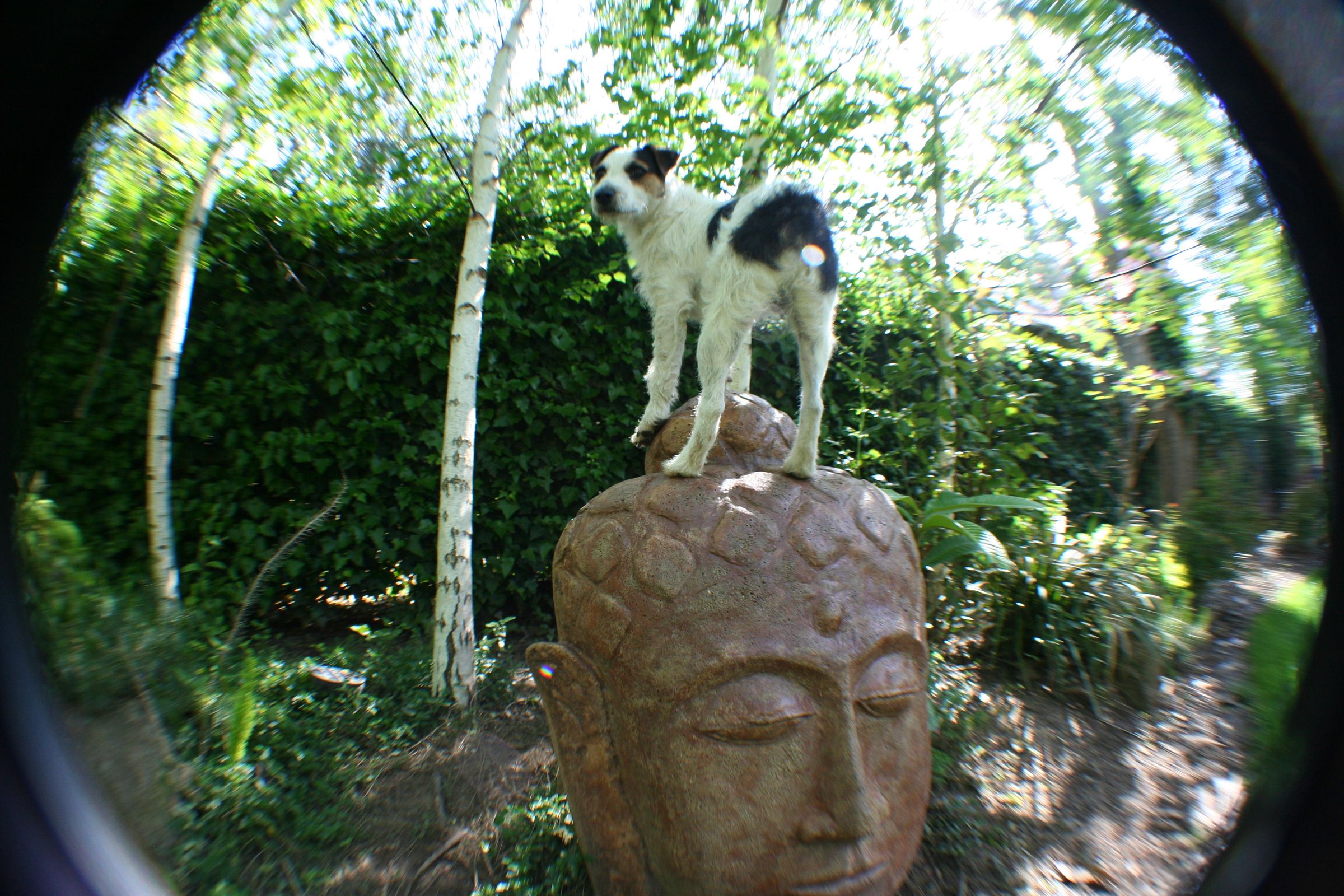 Giant Concrete Buddha Head Garden Sculpture 16 Steps (with Pictures