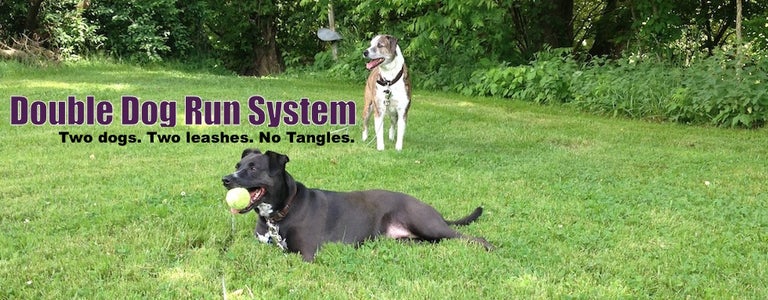 How do you tie out two dogs without getting tangled?