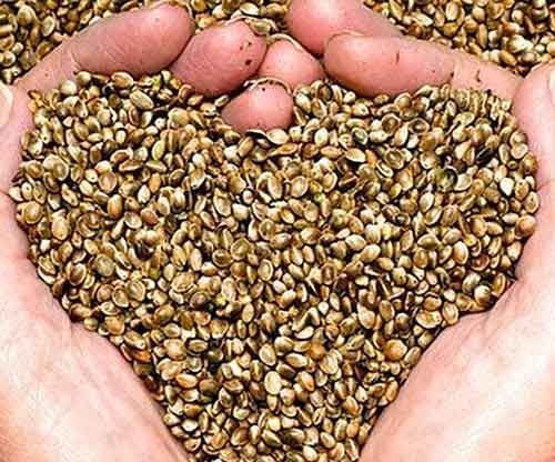 Seeds for Sale - Container Gardening With Poppies