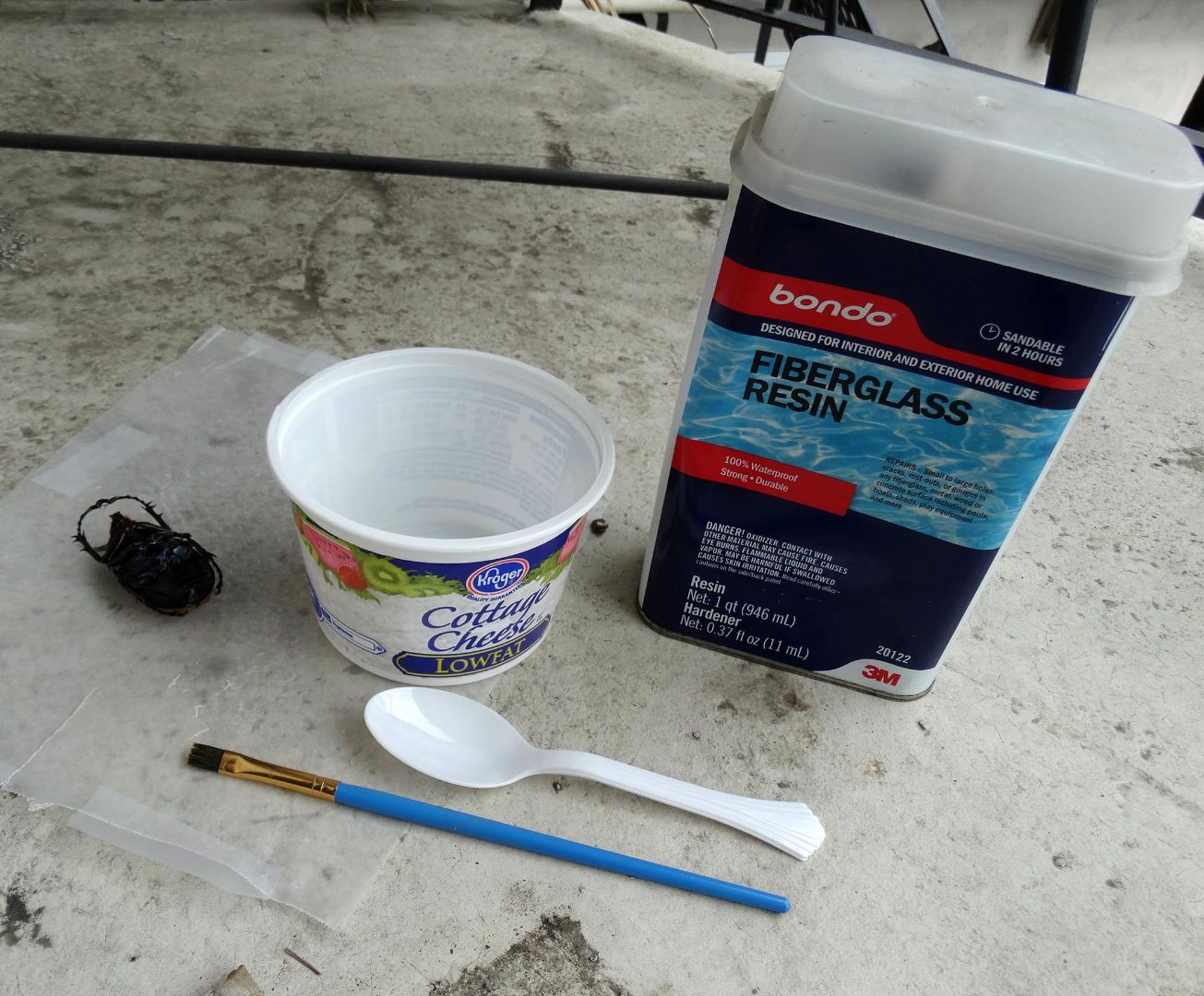 Preparing and Gilding a Real Insect 10 Steps (with Pictures