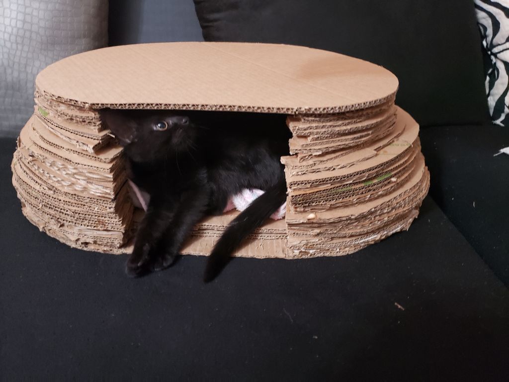 How to Make Cardboard Cave for Your Cat 5 Steps