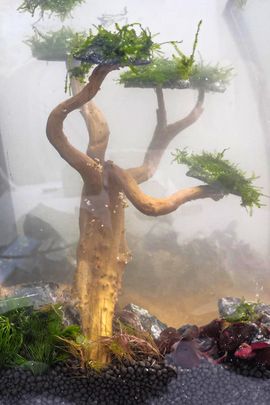 Make a Small Aquascape Within 2 Hours : 7 Steps - Instructables