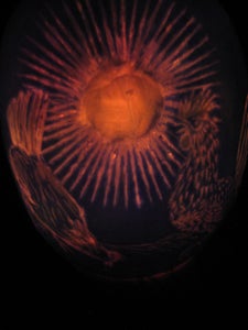 Melon Lantern Aka Chinese Lantern