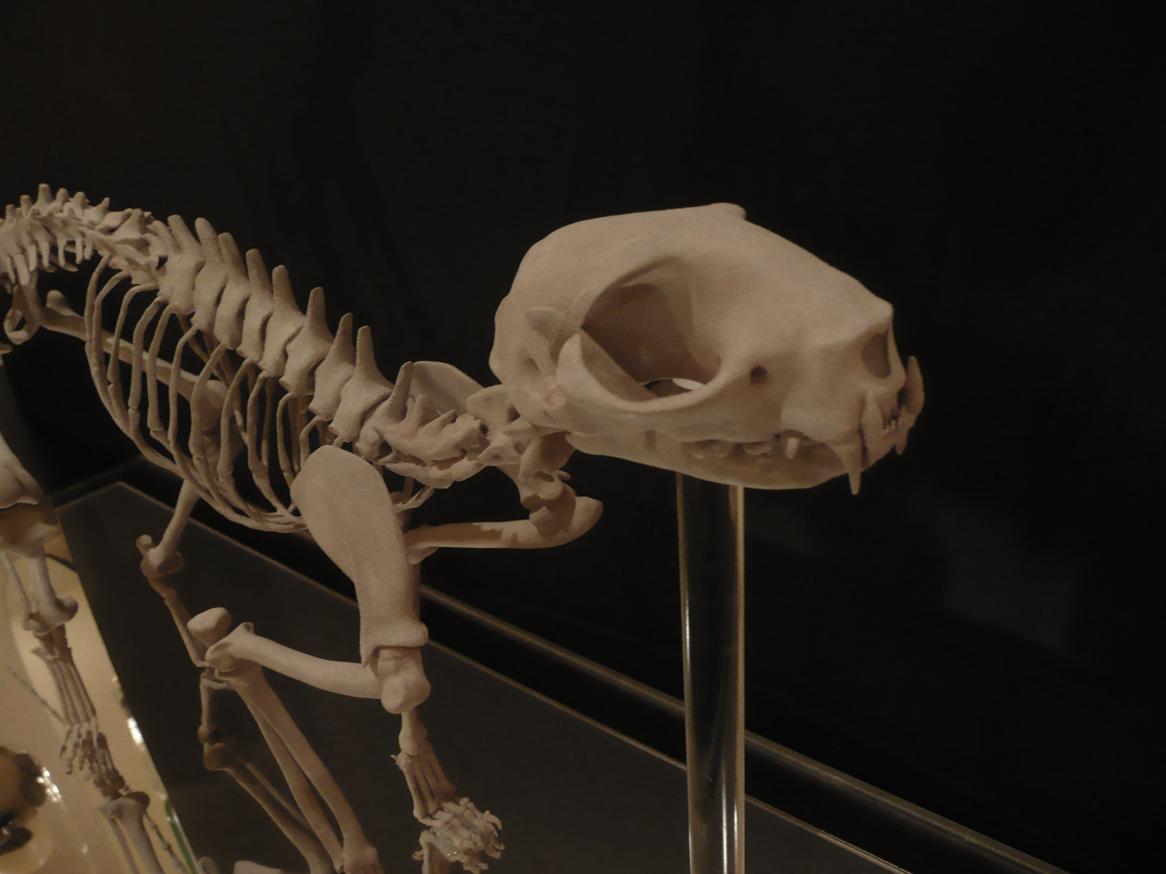 3d Print Cat Skeleton