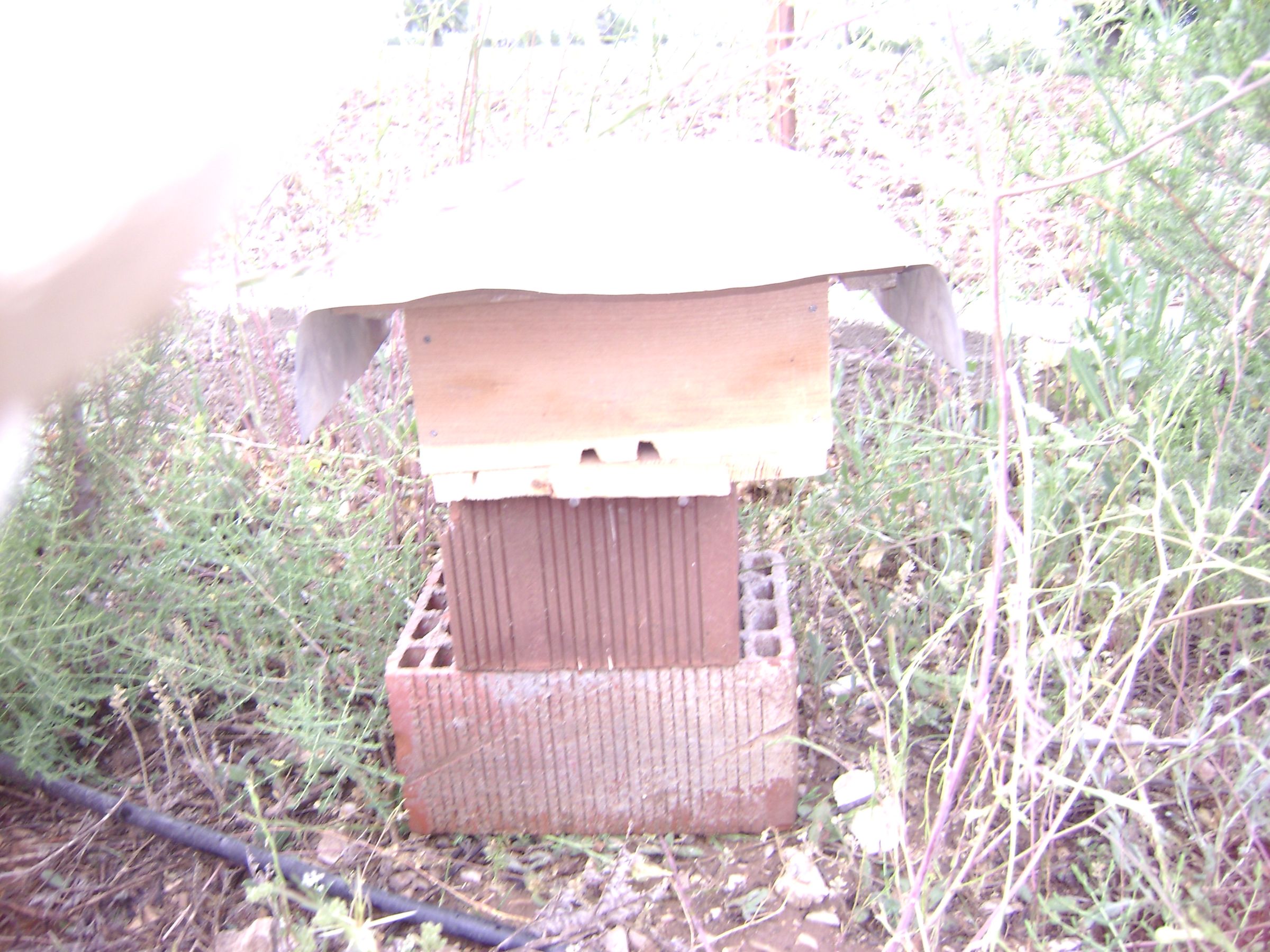 An Emergency Bee Hive