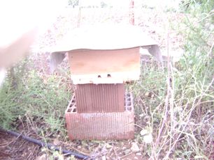 An Emergency Bee Hive