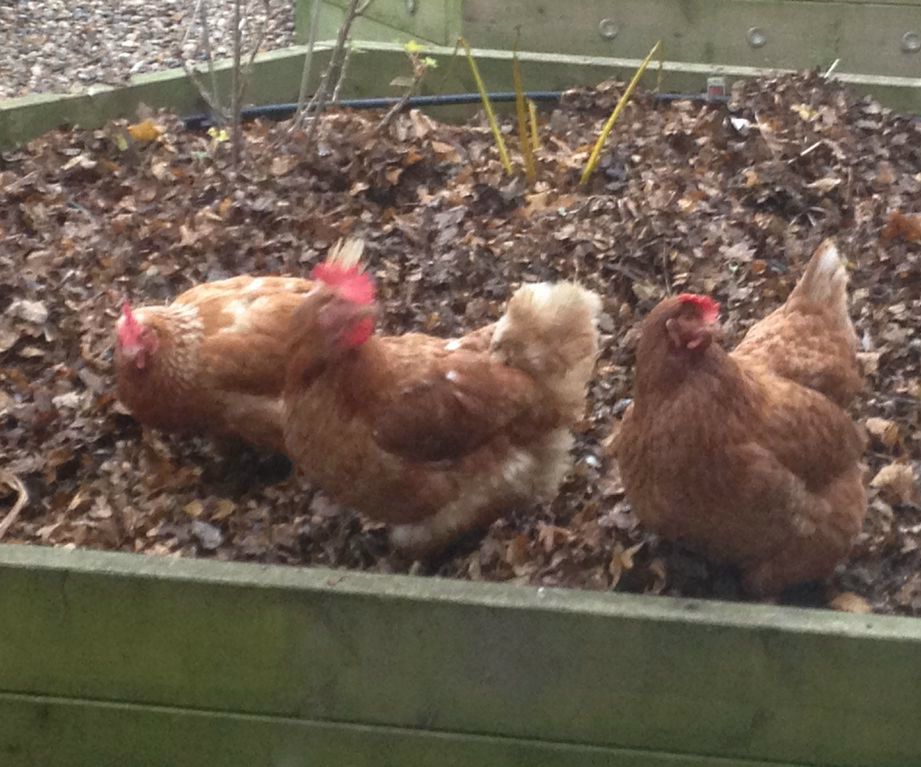 Chicken Coop Controller v4 Software Update