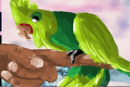 Teaching Your Bird the "Step Up Command" 