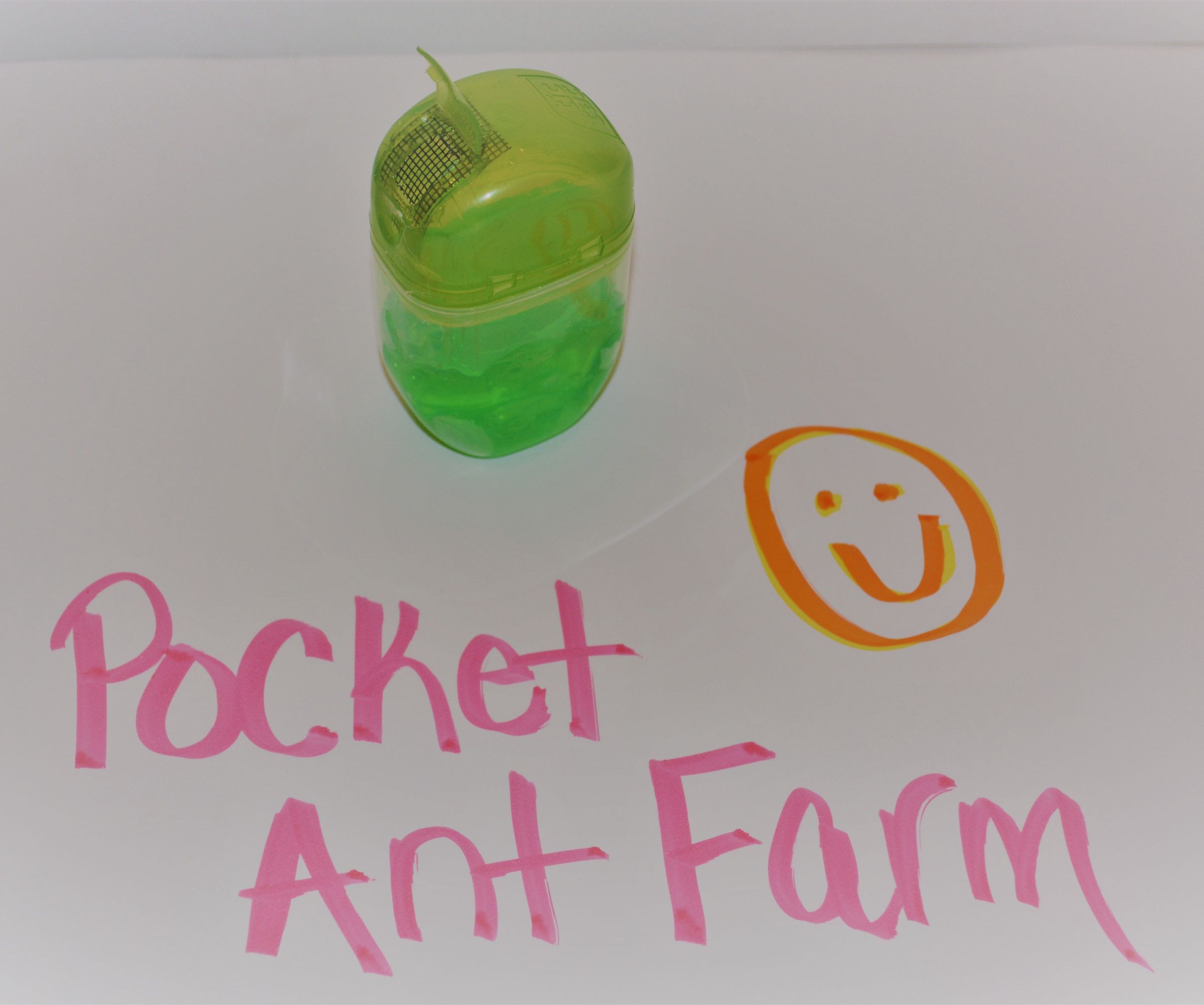 Pocket Size Ant Farm