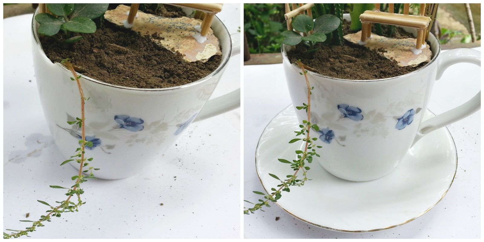 DIY Cup Garden : 9 Steps (with Pictures) - Instructables