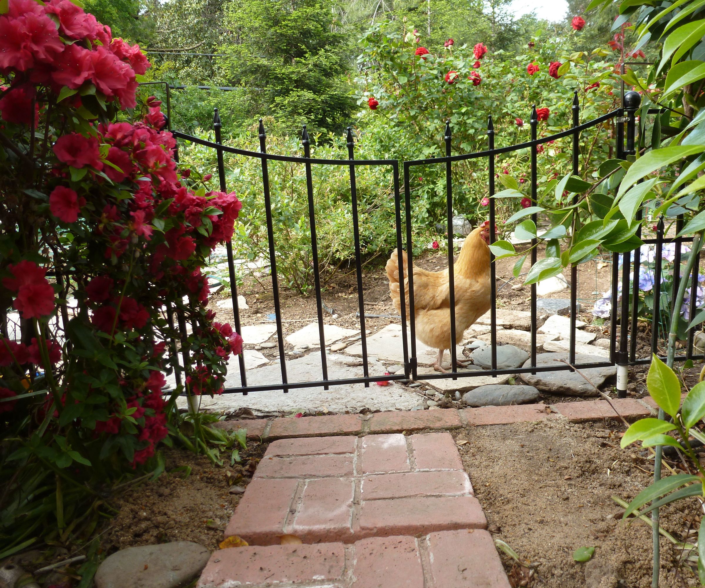 Automatic Double-Gate Closer