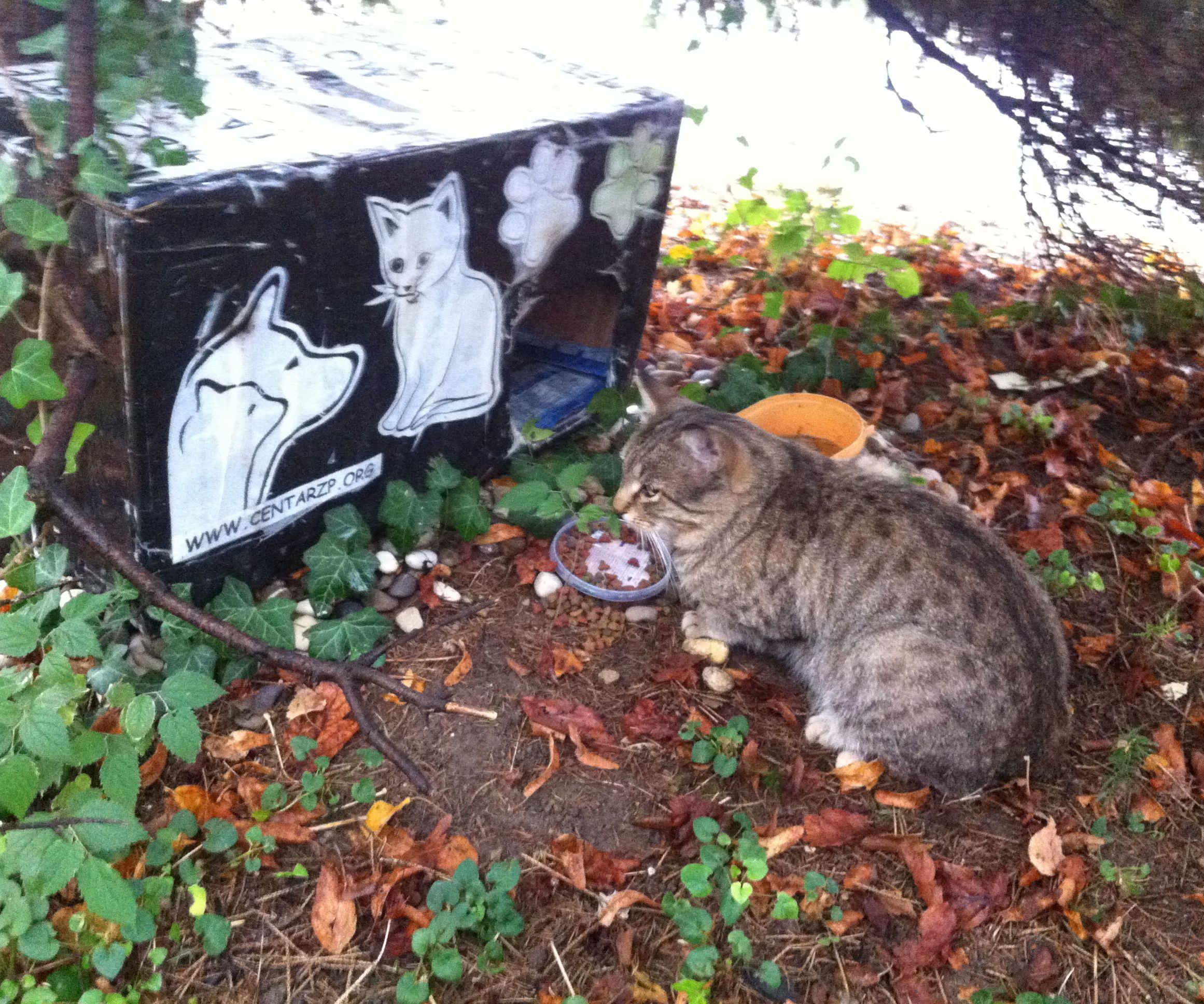 How to Make an Outdoor Cat House/shelter