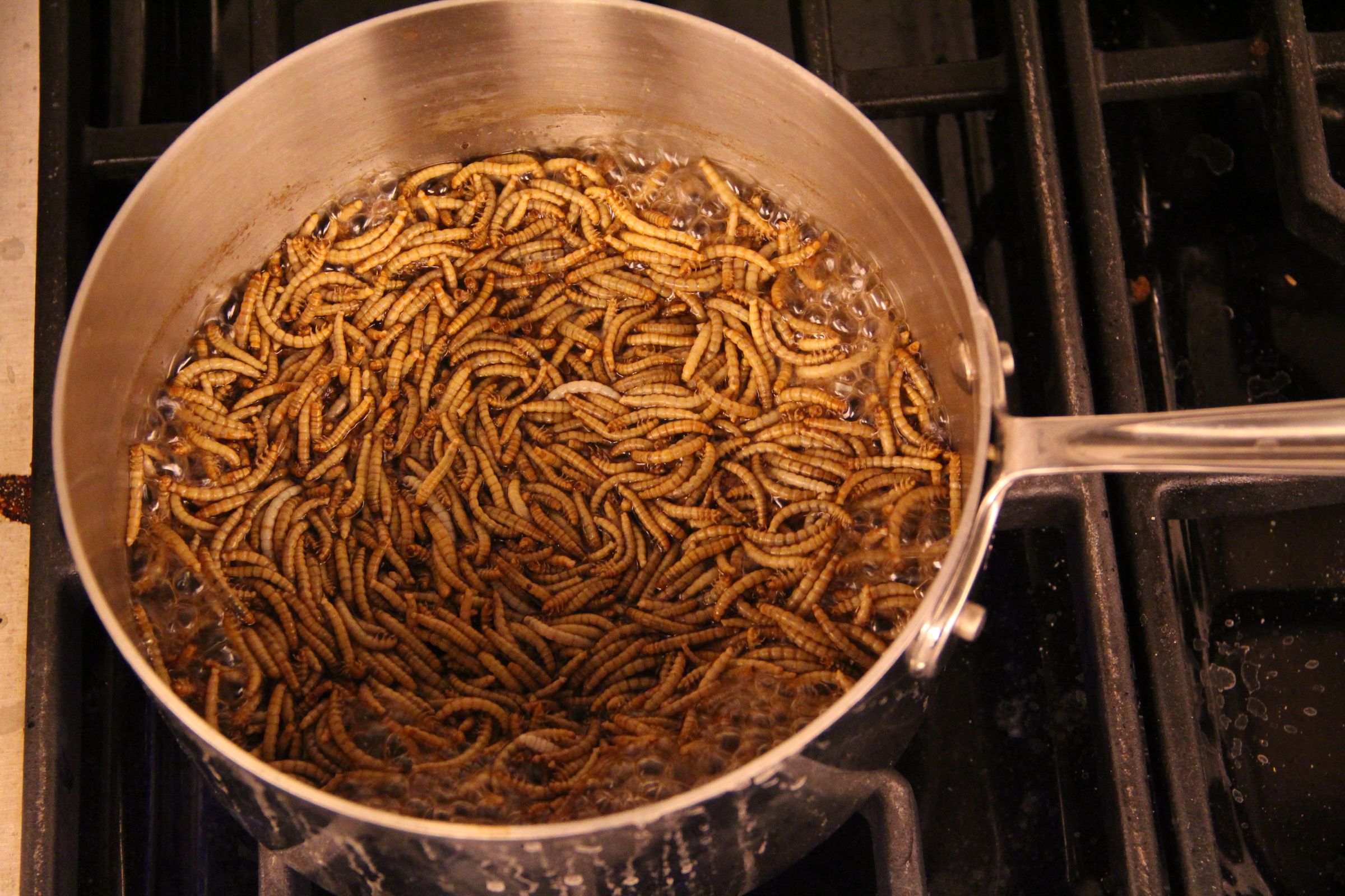 Insects for FoodPrep. 101 11 Steps (with Pictures) Instructables