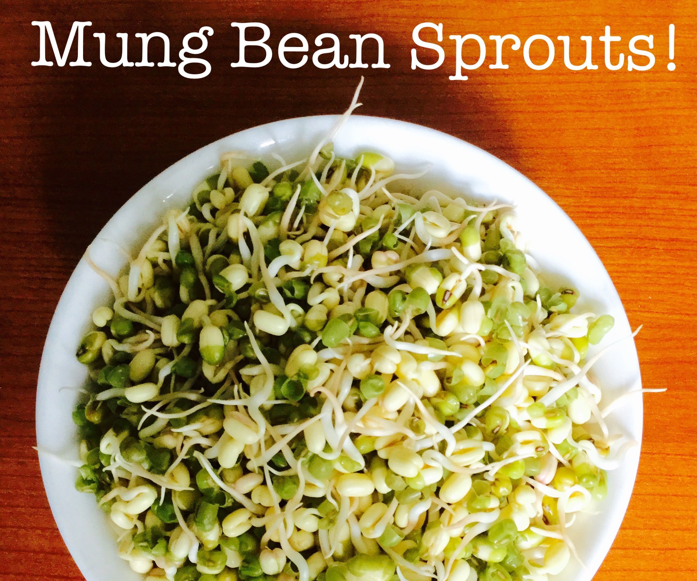 How to Grow Bean Sprouts