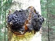 Chaga!