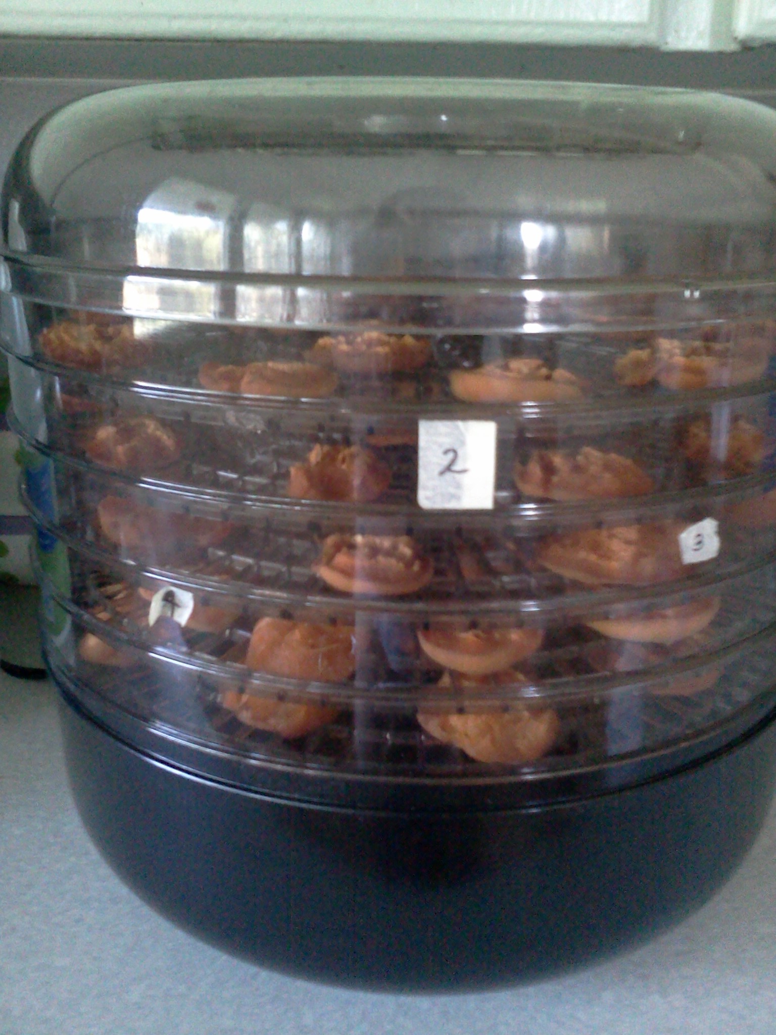 Dehydrating Apricots 4 Steps (with Pictures) Instructables