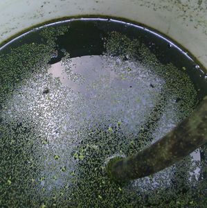 Make Some Oil (I Think)