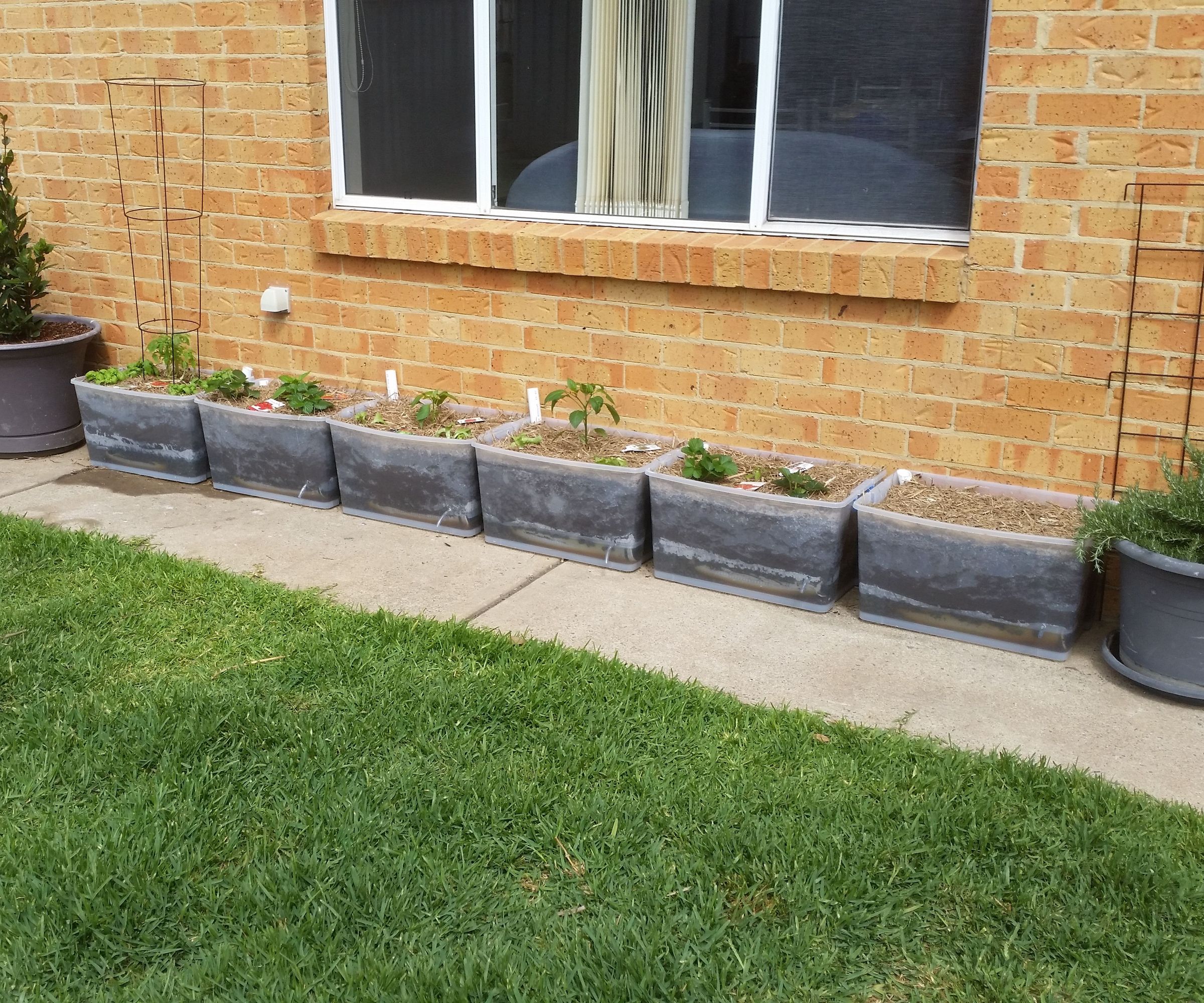 Cost Effective Plastic-tub Wicking Beds
