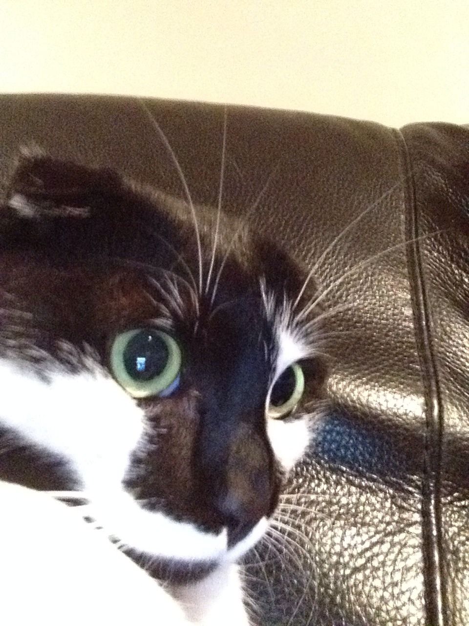 How to Give a Cat Pills!
