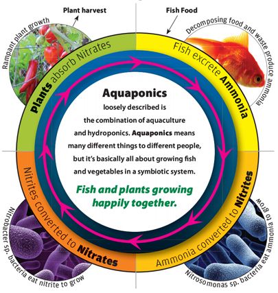 Aquaponics