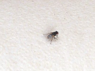 Kill a Fly With Rubber Bands