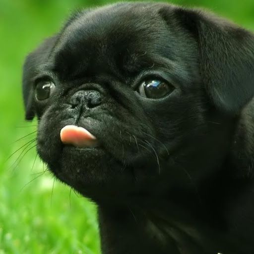 Pugsmater99