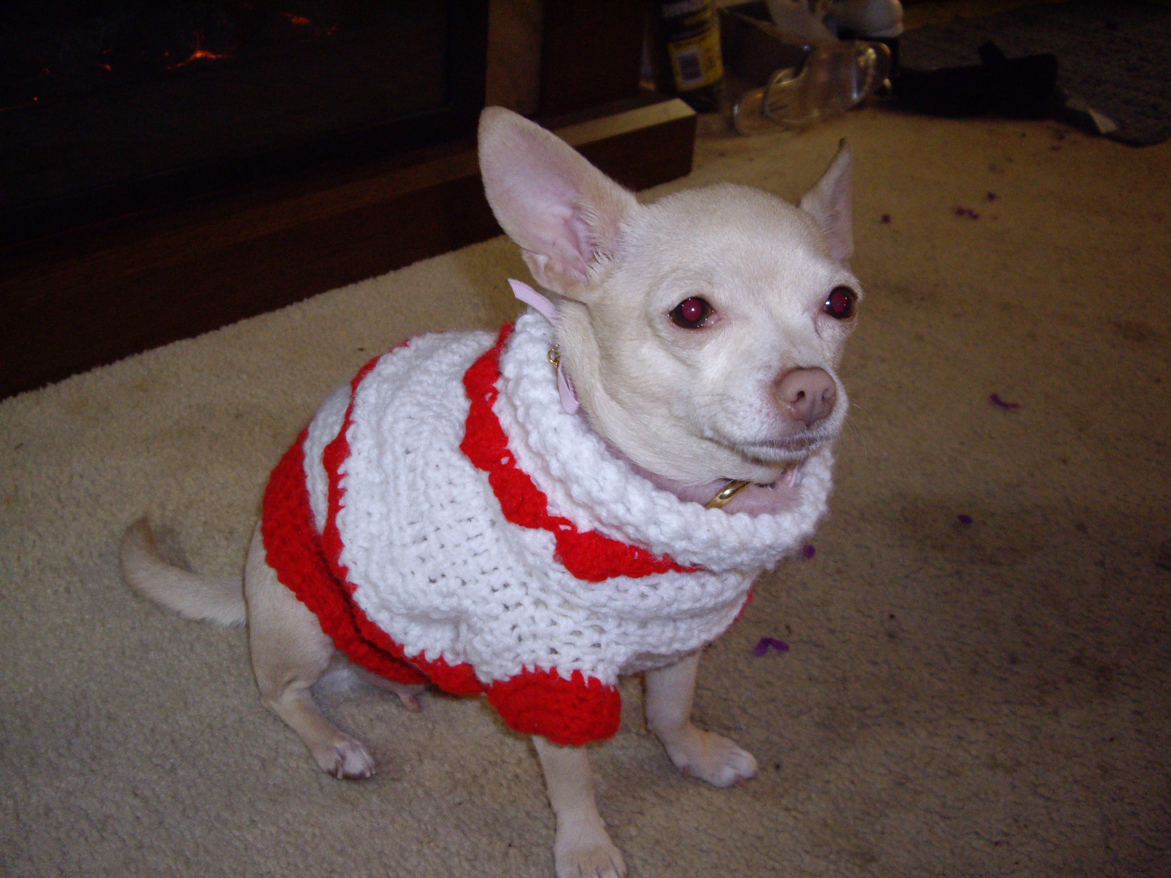 A Warm Puppy Sweater