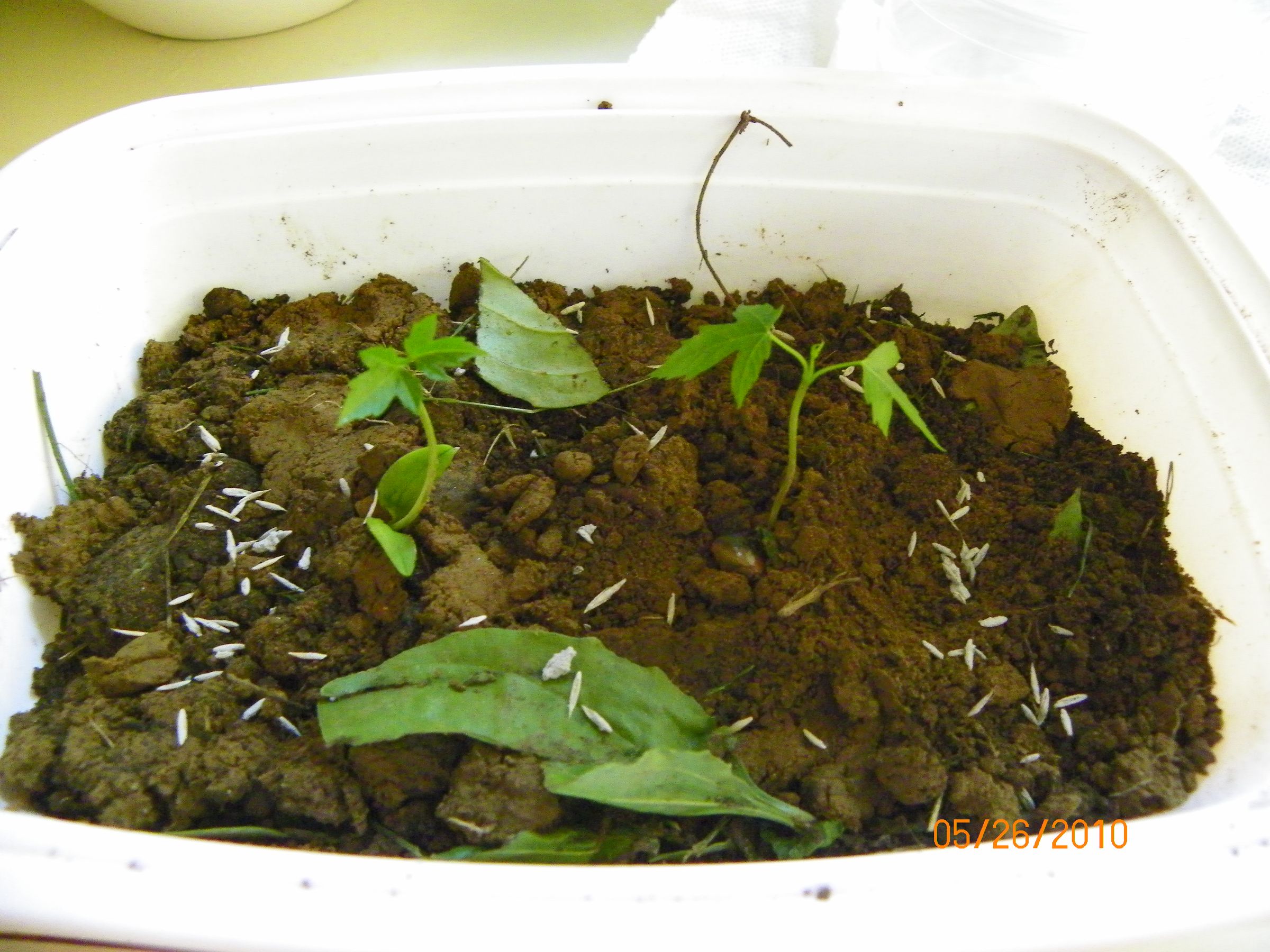 How to Create a Recycled Apartment Garden