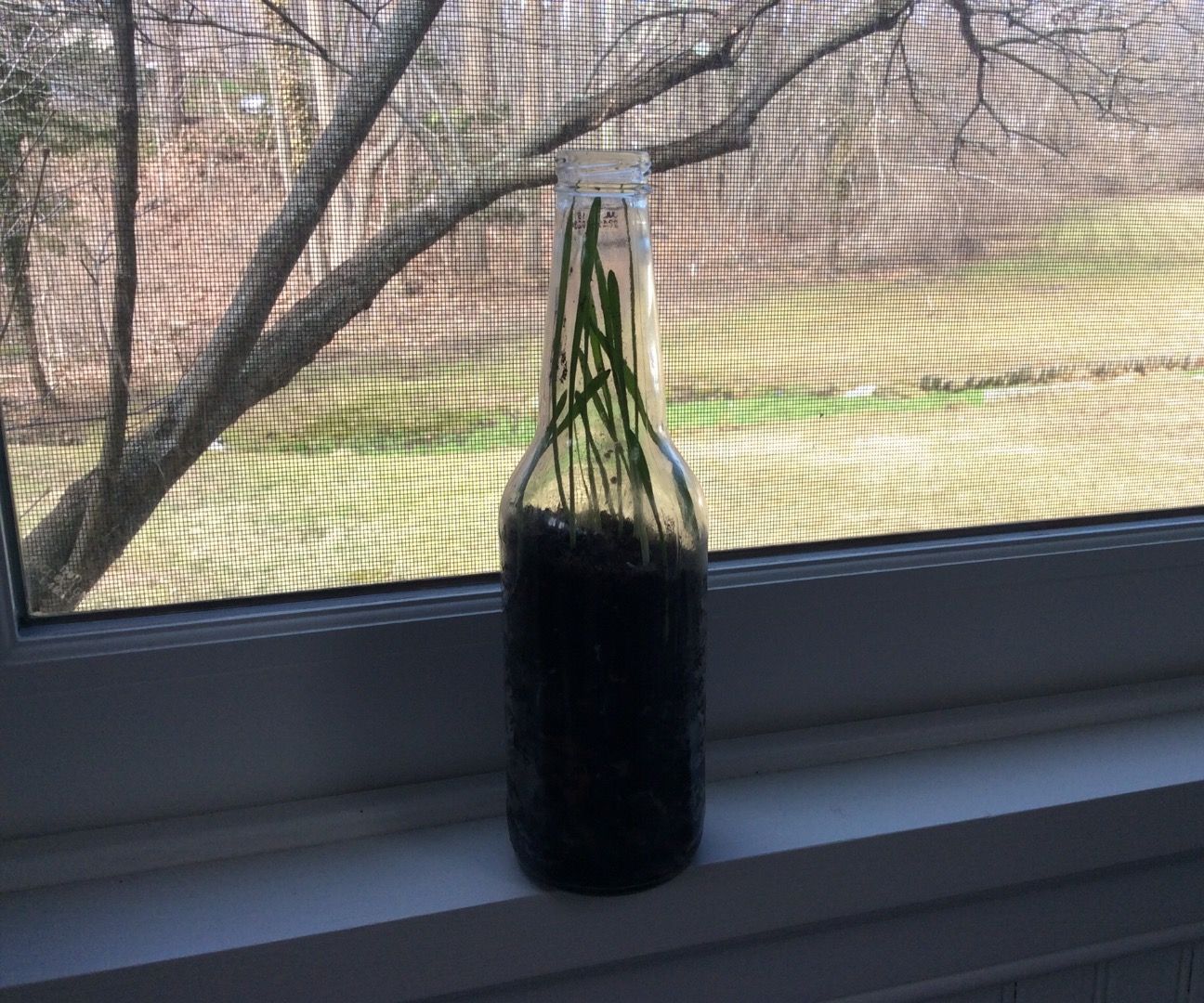 Glass Bottle Terrarium