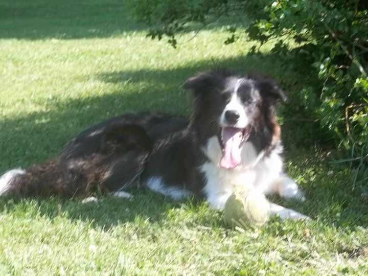 5 Things all Dogs should know